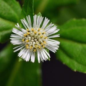 Mamaearth - Onion Hair Oil for Hair Regrowth & Hair Fall Control